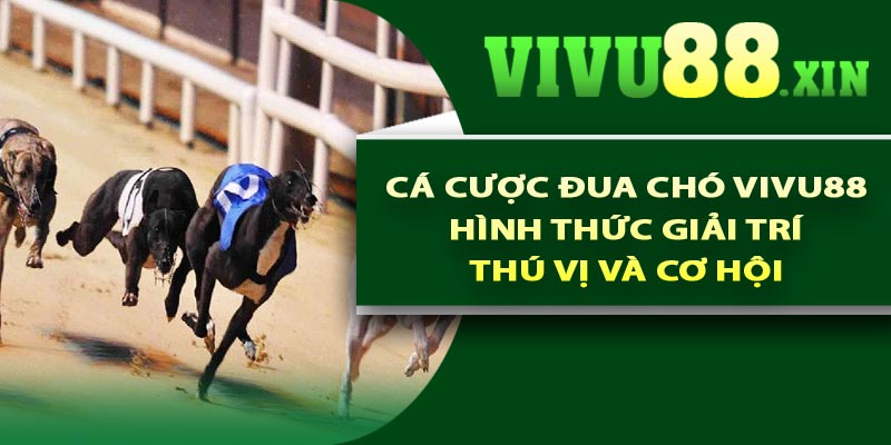 Cá cược đua chó Vivu88 – Hình thức giải trí thú vị và cơ hội