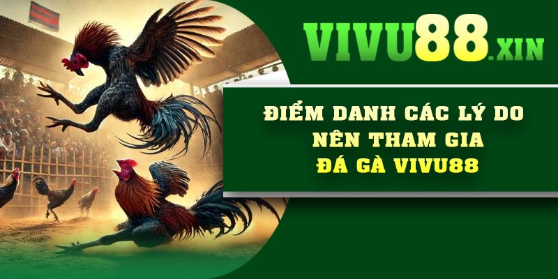 Điểm danh các lý do nên tham gia đá gà Vivu88