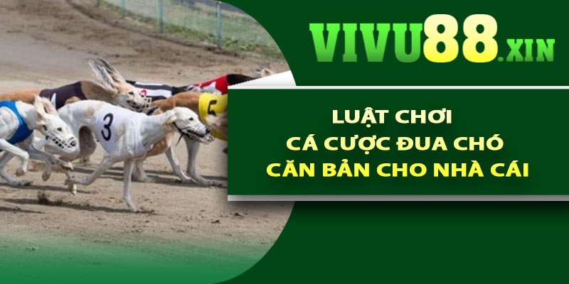 Luật chơi cá cược đua chó căn bản cho nhà cái