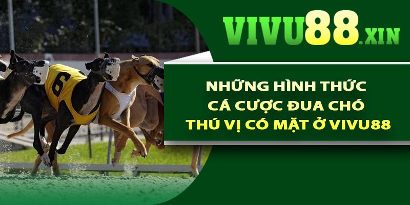 Những hình thức cá cược đua chó thú vị có mặt ở Vivu88